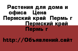 Растения для дома и офиса › Цена ­ 1 500 - Пермский край, Пермь г.  »    . Пермский край,Пермь г.